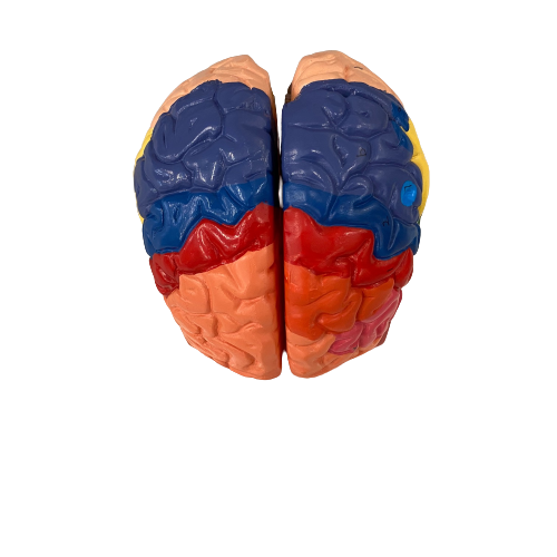 Νευρο-ανατομικό Μοντέλο Εγκεφάλου