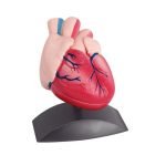 Μοντέλο Καρδιάς μικρό
