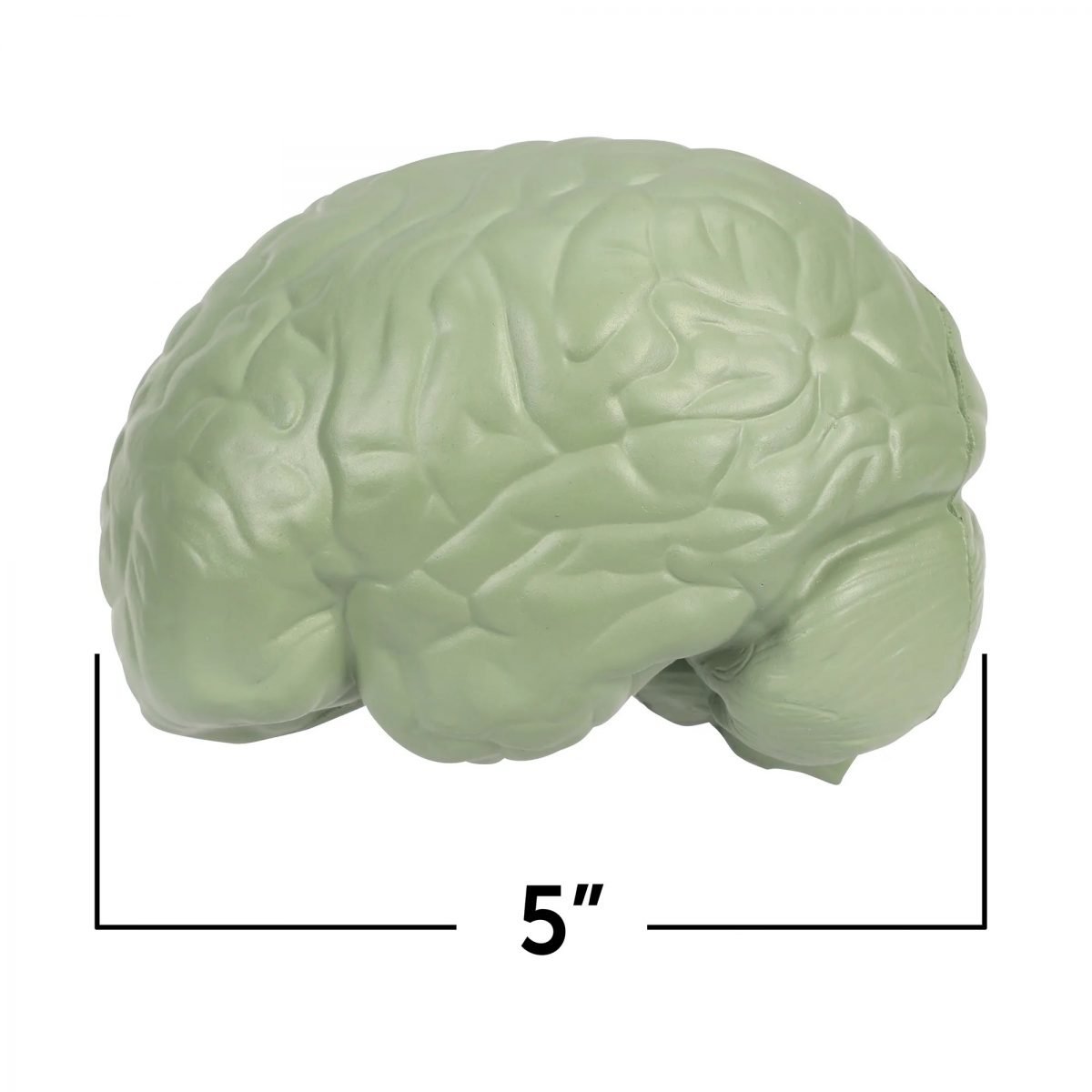 Μοντέλο Εγκεφάλου Foam Cross-Section