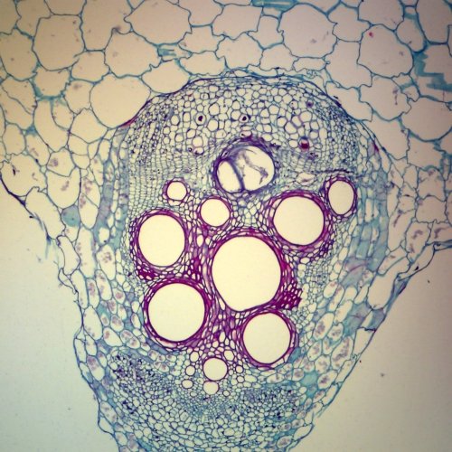 Cucurbita pumpkin (Microscope Slide)