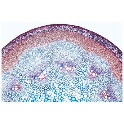 Aristolochia (Microscope slide)