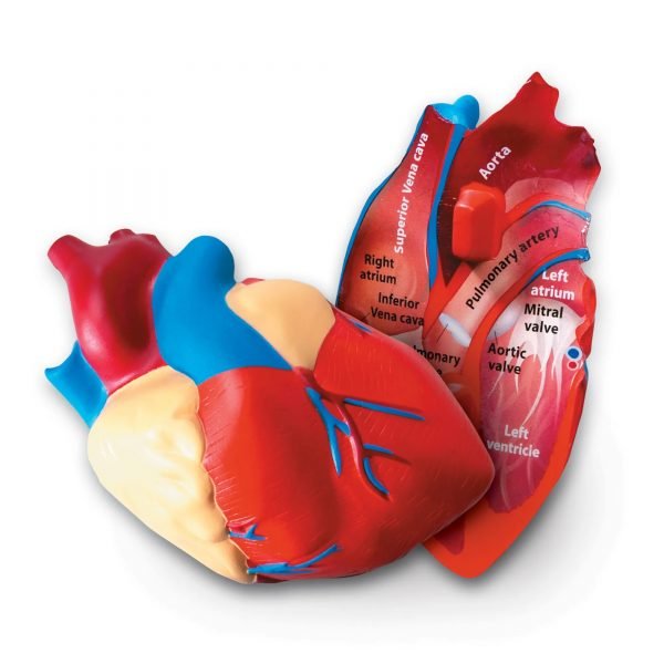Μοντέλο Καρδιάς Foam Cross-Section